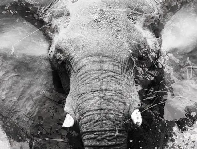Classy Art Proud Elephant by Carol Robinson Wall Art-1