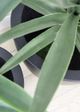 Le Present Helmet Black 12" Planter-3