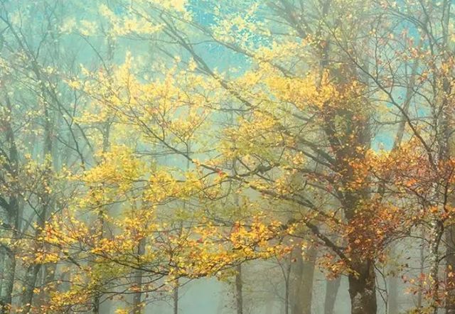 Classy Art Beeches in the Mist by Lars Van De Goor Wall Art-1
