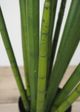 Le Present Sanseveria Green 47" Faux Botanical Cylindrica-2