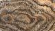 A & B Home Macias Brown Hand-Carved Zebra Onyx Bowl-0