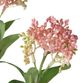A & B Home Pink Fruit Spray-2