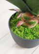 Le Present Dracaena Green Faux Botanical-3