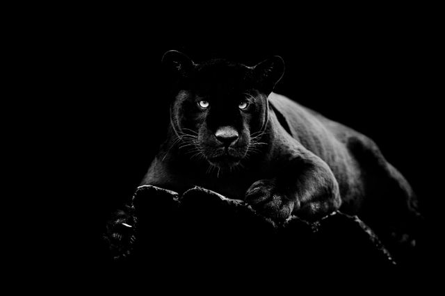 Classy Living Black Panther Wall Art-0