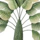 A & B Home Green Banana Leaf-3