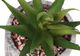 Monarch Specialties Inc. 2-Piece Grey 6" Tall Artificial Potted Succulent-3