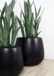 Le Present Sanseveria Green Faux Botanical-4