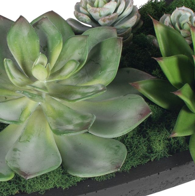 Uttermost® Verde Black/Green Succulent Centerpiece in Bowl-4