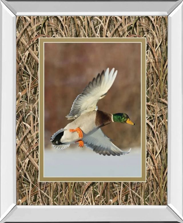 Classy Art Flying Mallard by Steve Oehlenschlager Mirror Framed Wall Art-0