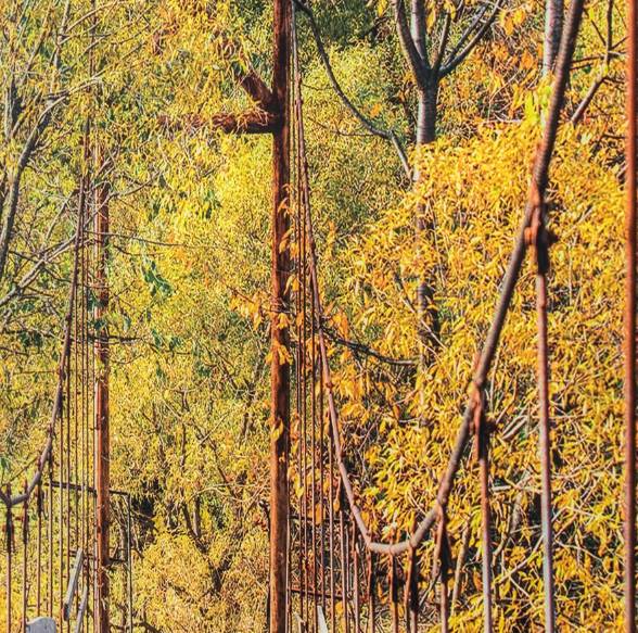 Yosemite Home Decor Woodlands Wall Art - Thumbnail 3