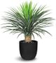 Le Present Dracaena Green 29.5" Faux Botanical-0