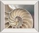Classy Living Nautilus Levine, A. Wall Art-0