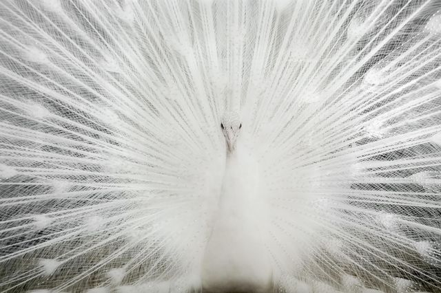 Classy Living White Peacock Rhinestones Wall Art-0