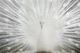 Classy Living White Peacock Rhinestones Wall Art-0