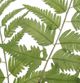 Uttermost® Country 2-Piece Green Fern Set-2