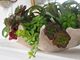 A & B Home Green Faux Double Dudleya Succulent-4