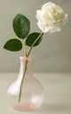 Magnolia Home by Joanna Gaines White Dutchess Rose-2