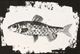 Stylecraft Fish II Wall Art-2