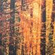 YHD The Road Traveled Wall Art-2