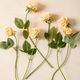 Magnolia Home by Joanna Gaines Peach Real Touch Rose Bundle-2