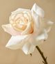 Magnolia Home by Joanna Gaines White Dutchess Rose-1