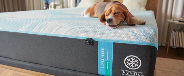 front view of the Tempurpedic luxebreeze mattress with a dog sleeping on top