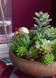 A & B Home Green Faux Stonecrop Succulent Stem-5