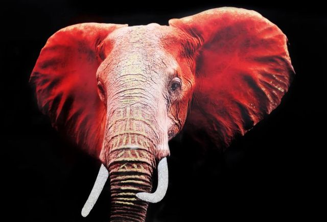 Classy Art Elephant Wall Art-1