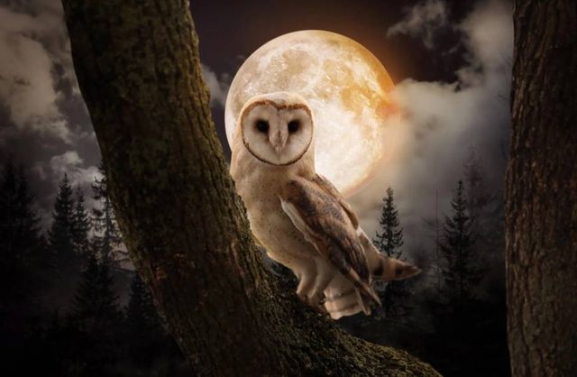 Classy Art Night Owl Wall Art-0