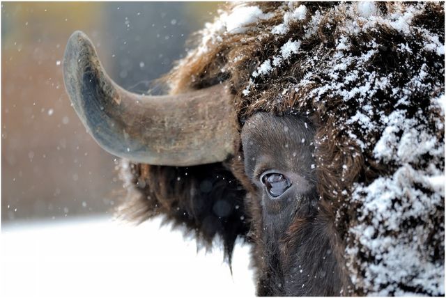 Classy Living Snowy Bison Wall Art-0