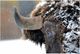 Classy Living Snowy Bison Wall Art-0