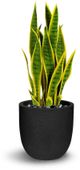 Le Present Sanseveria Green And Yellow Faux Botanical-0