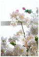 A & B Home Cream 40" Faux Cherry Blossom-3