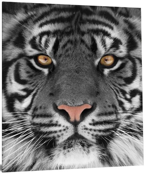 Classy Living Eye of the Tiger Wall Art-3