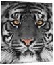 Classy Living Eye of the Tiger Wall Art-3