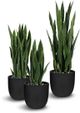 Le Present Sanseveria Green Faux Botanical-1