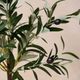 Magnolia Home by Joanna Gaines Green Olive Topiary with Pot-1