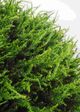 Le Present Cedar Green Faux Botanical Ball-2