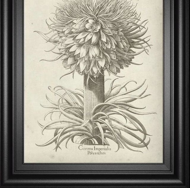 Classy Art Fresco Crown Imperial I by Vision Studio Wall Art-1