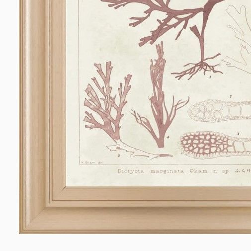 Classy Art Antique Coral Seaweed II by Vision Studio Wall Art-1
