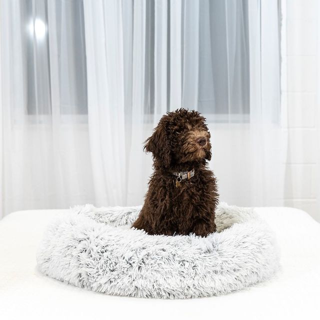 Blu Sleep Ceramo Large Pet Bed-1