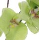 Uttermost® Valdive Green Orchid-3