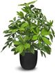 Le Present Baby Schefflera Green 20" Faux Botanical-0