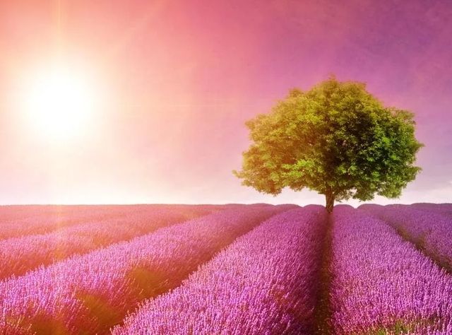 Classy Art Purple Rows Wall Art-1