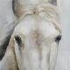 Stylecraft Horse Canvas Wall Art-3