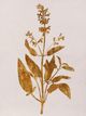 StyleCraft Pressed Foliage lll Wall Art-1
