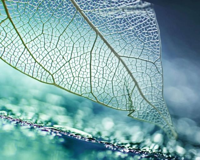 Classy Art Leaf Skeleton Wall Art-1