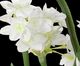 Uttermost® Lacey Daffodil White Accent Arrangement-2