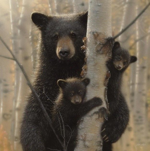 Classy Art Black Bear by Collin Bogle Wall Art