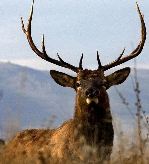 Classy Art Big Elk Charlo by Danita Delimont Wall Art-1